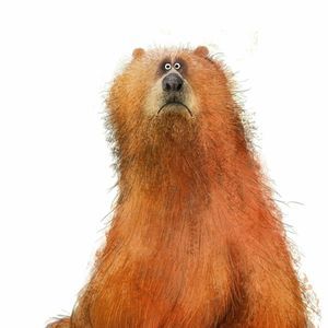 Meet your Posher, Ray